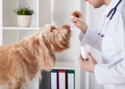Which Antibiotics Can Dogs or Cats Take
